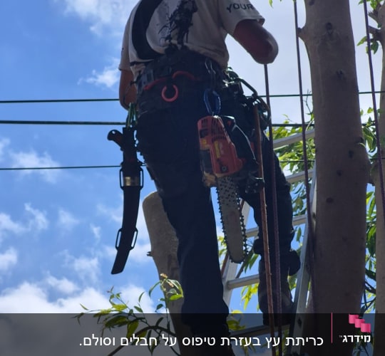 אדם על סולם גוזם עץ עם מסור חשמלי